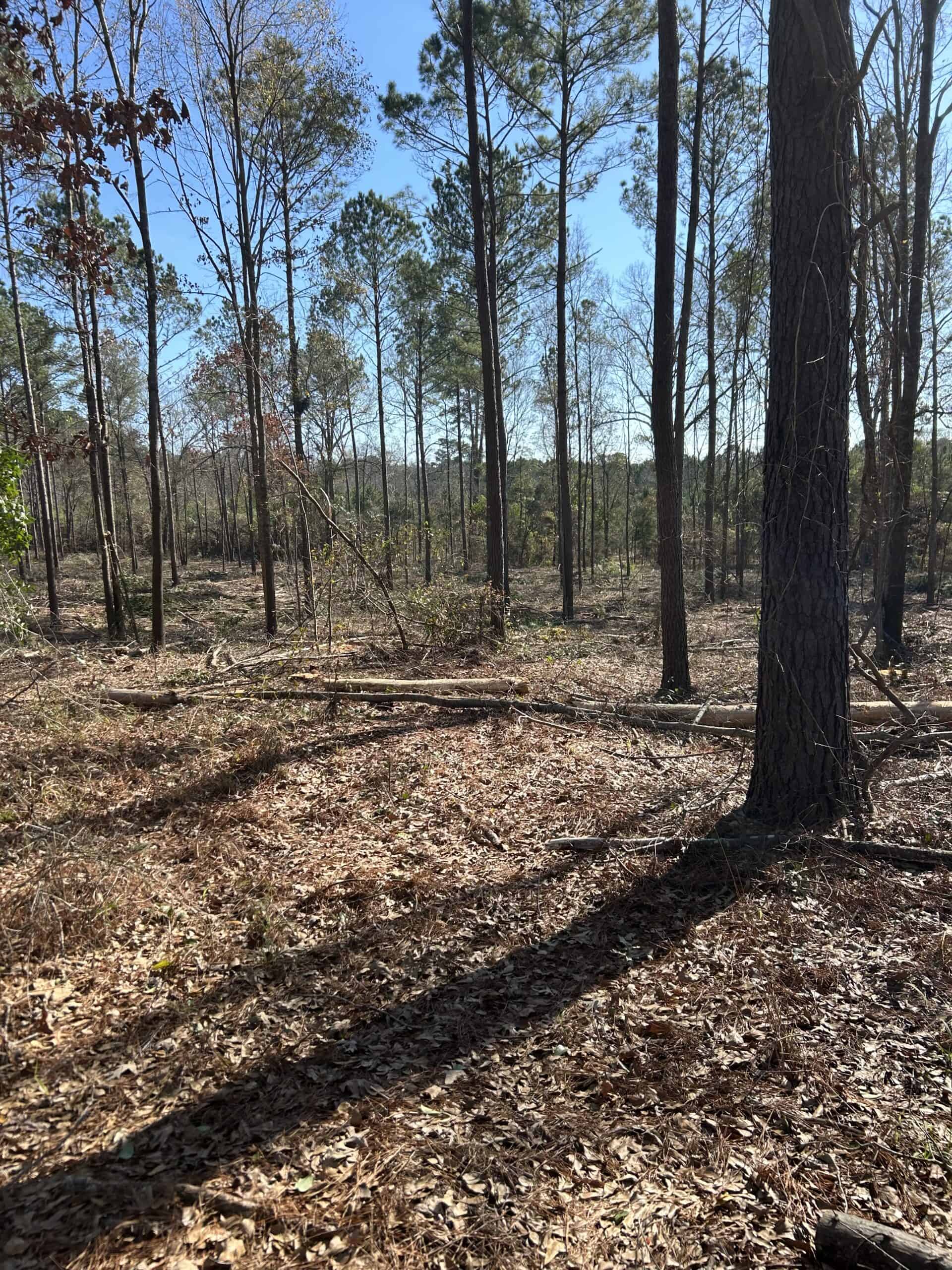 ±31.2 Acres Of East Texas Timberland/Homesite