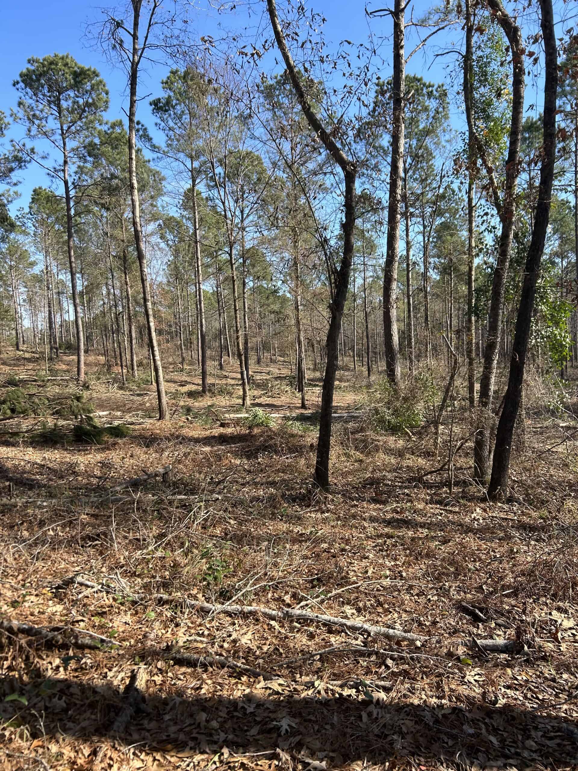 ±31.2 Acres Of East Texas Timberland/Homesite