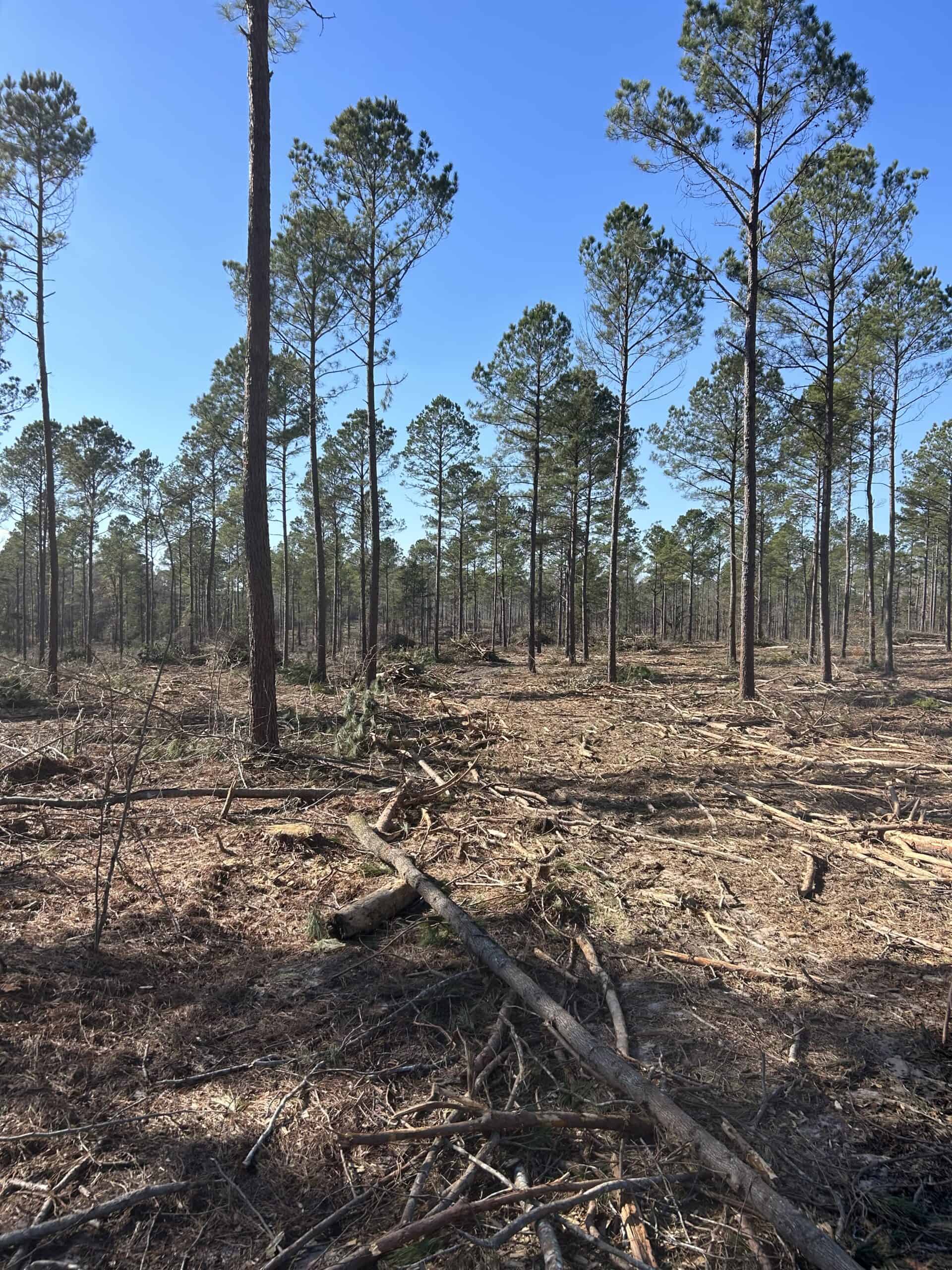 ±31.2 Acres Of East Texas Timberland/Homesite