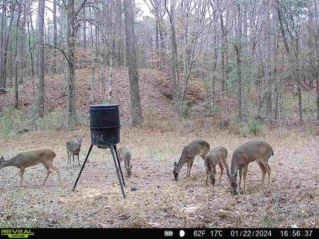 Wilkinson County Land for Sale Bordering National Forest
