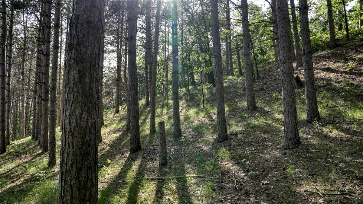Western Jackson County, WI 11.77 Timbered Acre