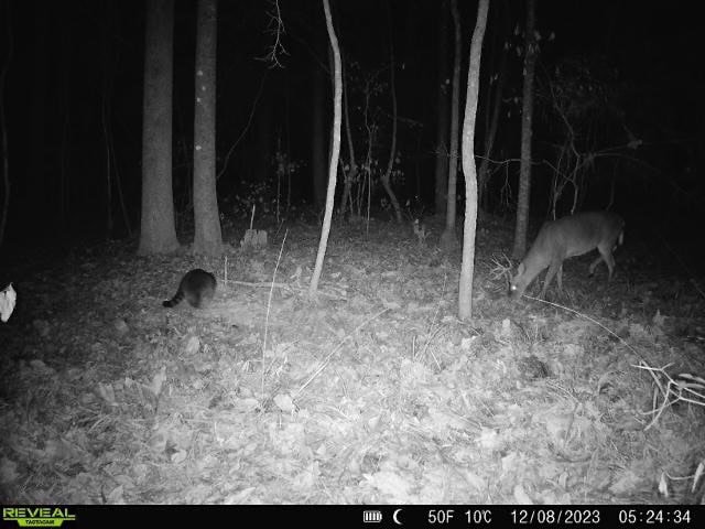 Wilkinson County Land for Sale Bordering National Forest