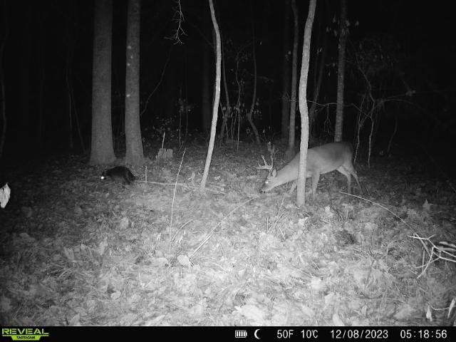 Wilkinson County Land for Sale Bordering National Forest