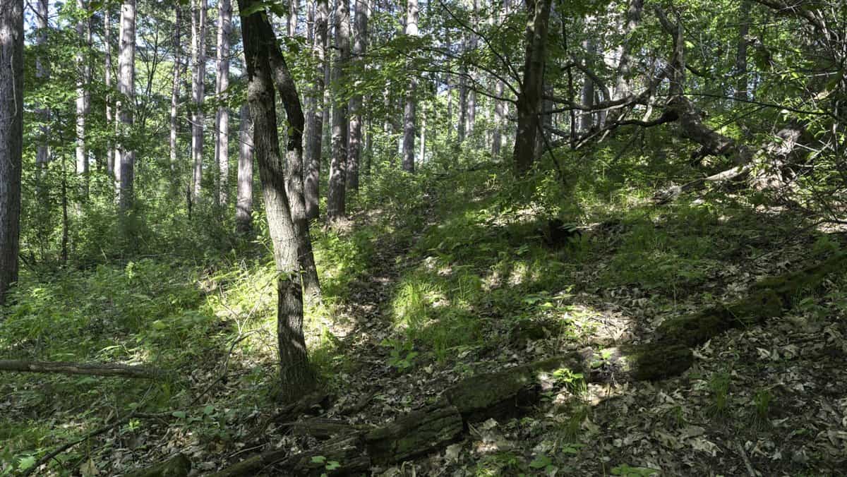 Western Jackson County, WI 11.77 Timbered Acre