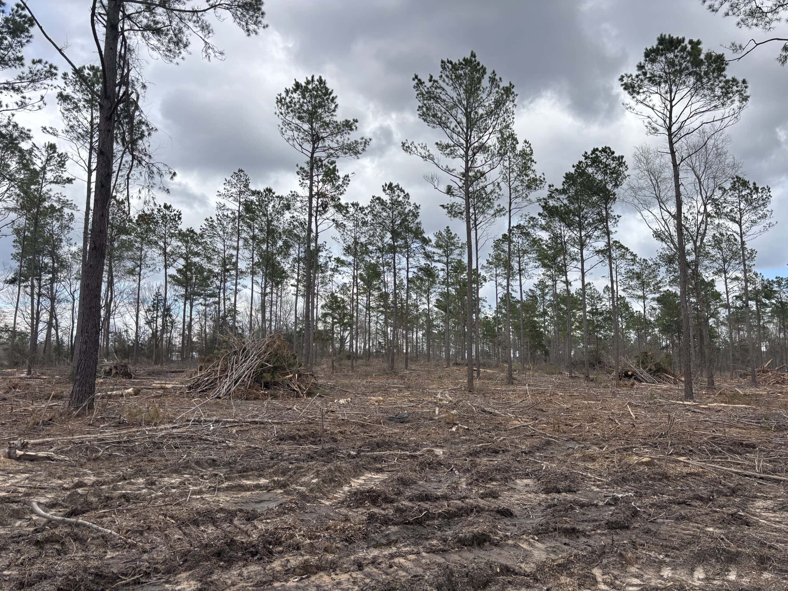 ±31.2 Acres Of East Texas Timberland/Homesite