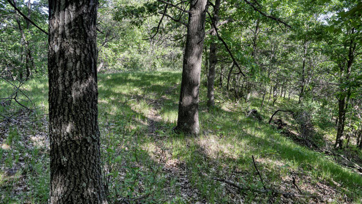 Western Jackson County, WI 11.77 Timbered Acre