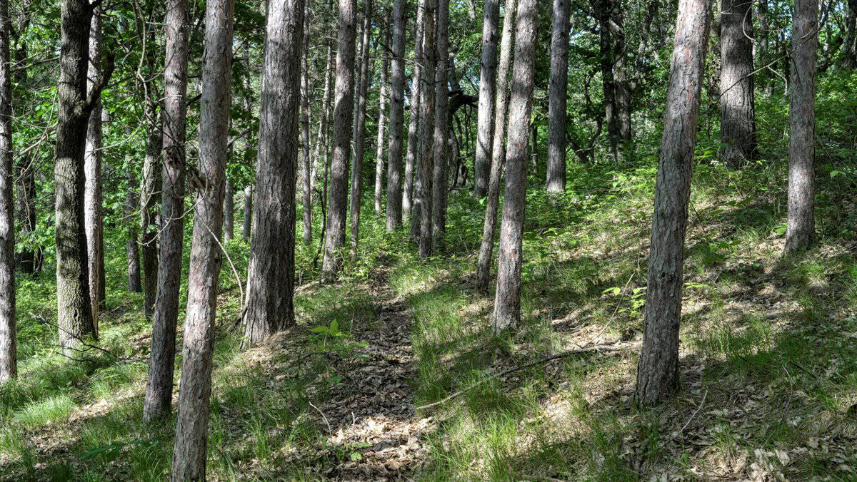 Western Jackson County, WI 11.77 Timbered Acre
