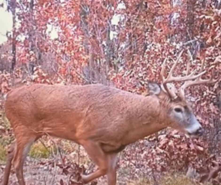 Western Jackson County, WI 11.77 Timbered Acre