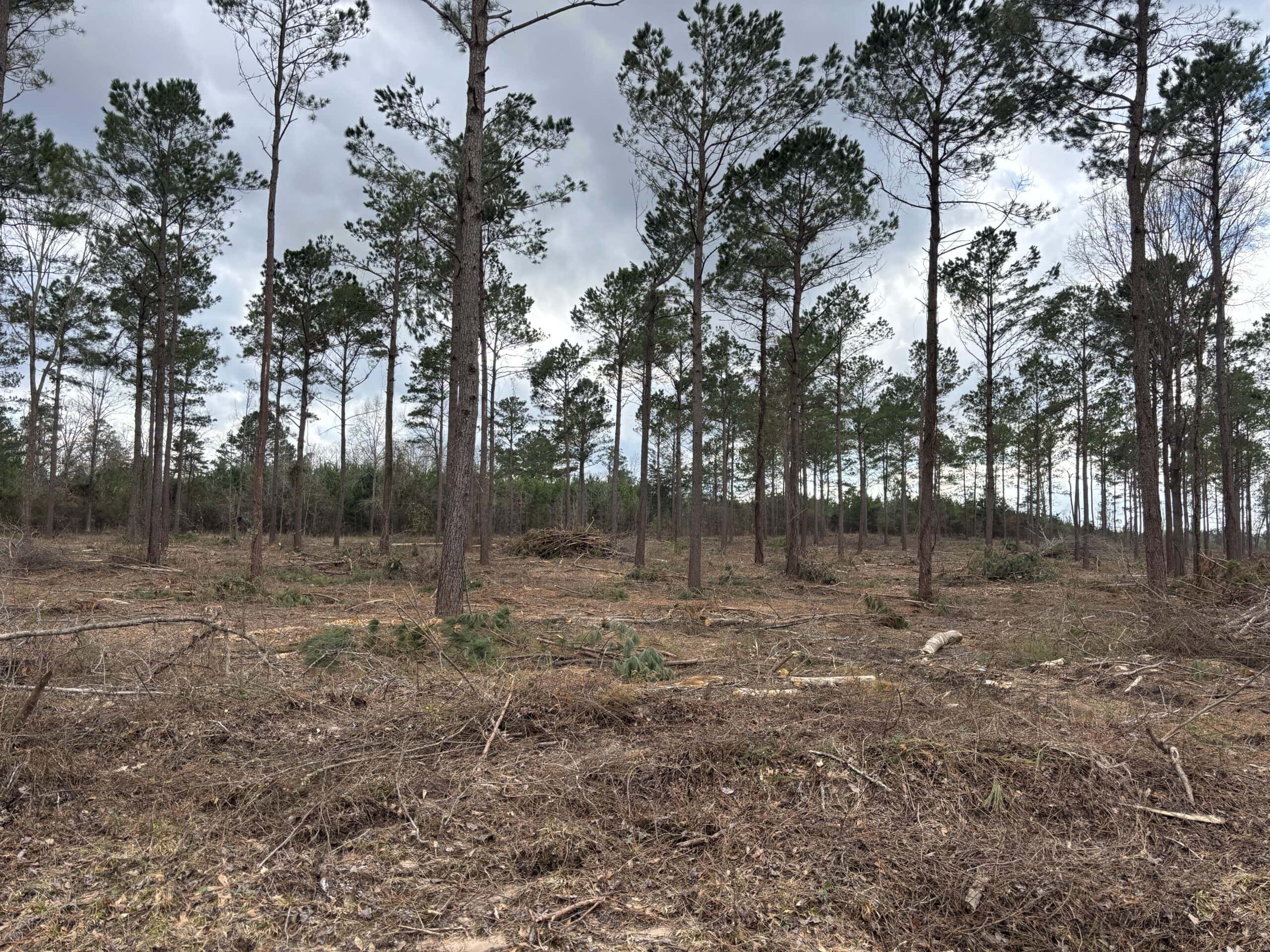 ±31.2 Acres Of East Texas Timberland/Homesite