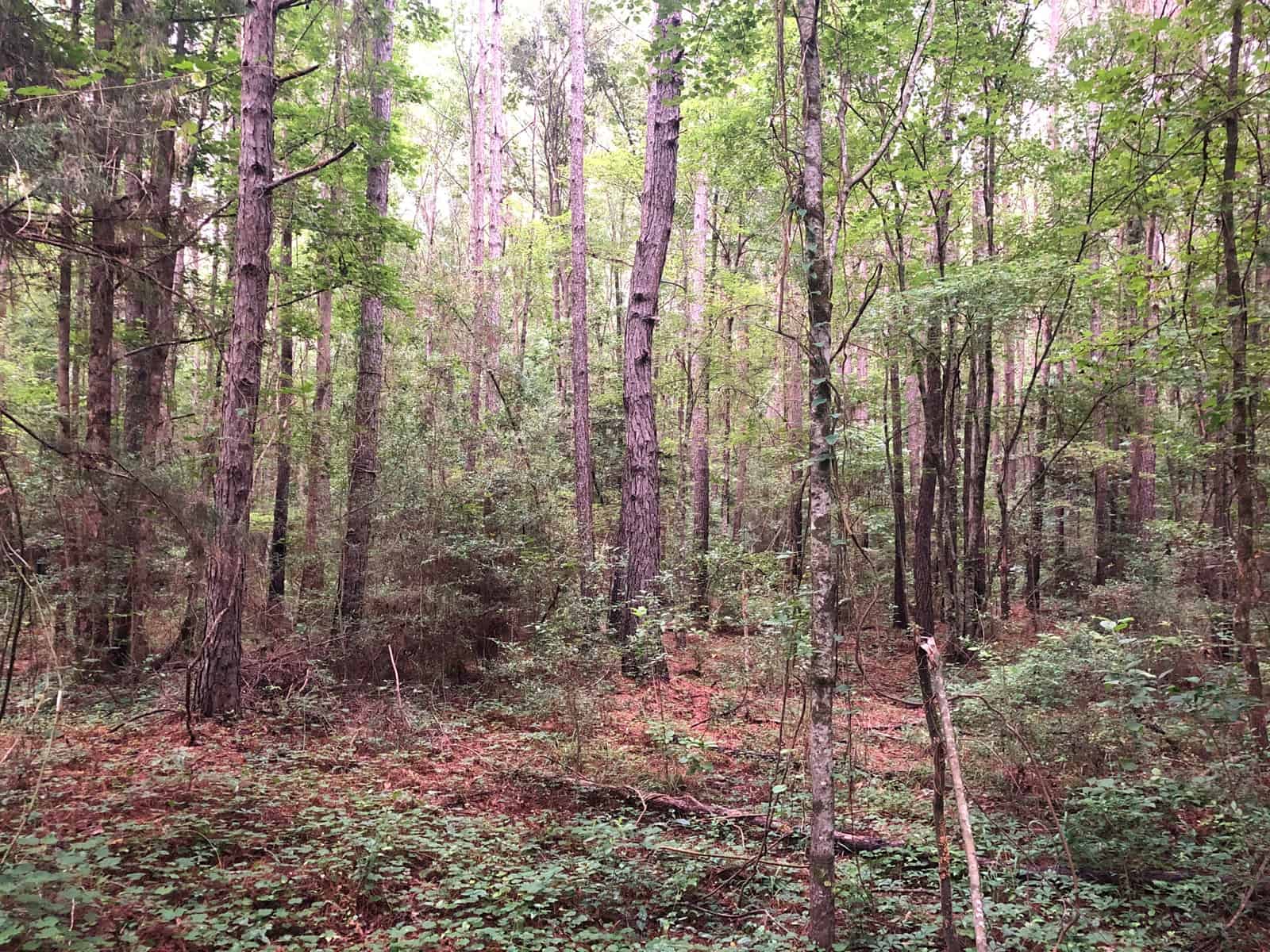 East Texas Secluded Timber / Hunting Property ±49.11 Acres