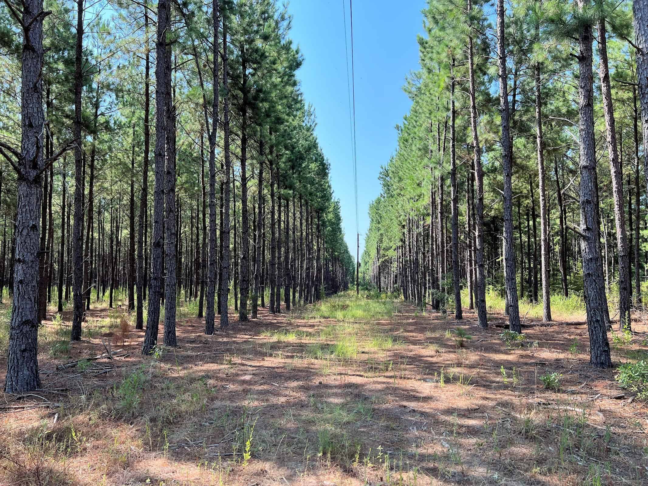 East Texas Recreational Timberland for Sale Near Troup