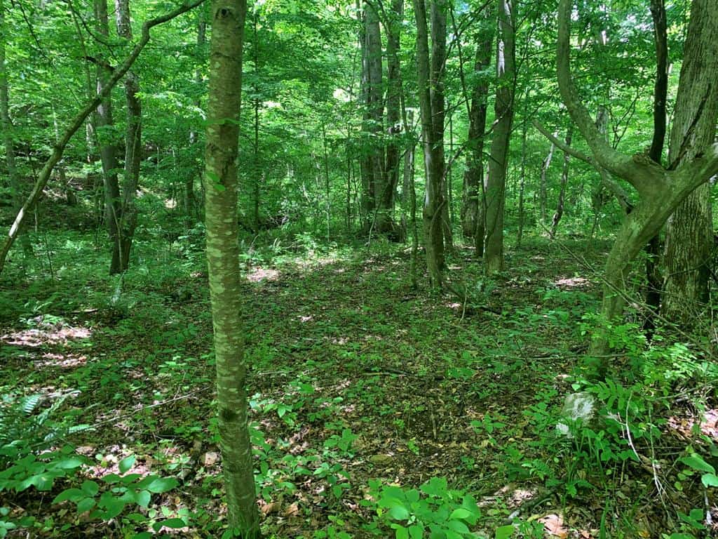 Discover Your Ultimate Hunting & Recreation Haven on 1052 Acres of Pristine Wilderness!