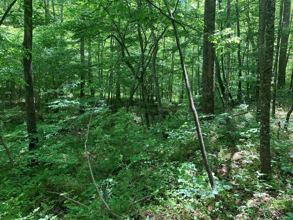 Discover Your Ultimate Hunting & Recreation Haven on 1052 Acres of Pristine Wilderness!