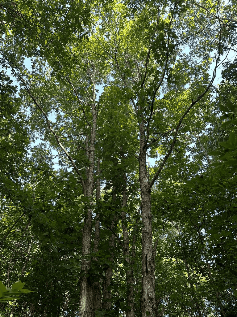 Hunting, Fishing, Recreation: Create Your Dream Retreat on Newton Road’s 22 Acres!