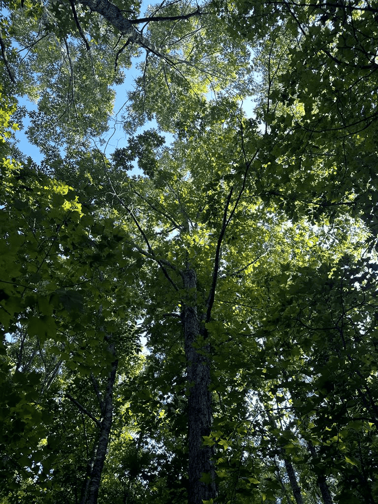 Hunting, Fishing, Recreation: Create Your Dream Retreat on Newton Road’s 22 Acres!