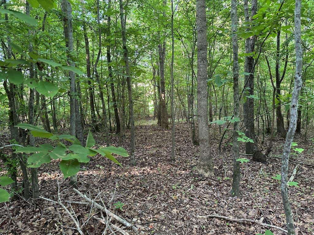 Hunting, Fishing, Recreation: Create Your Dream Retreat on Newton Road’s 22 Acres!