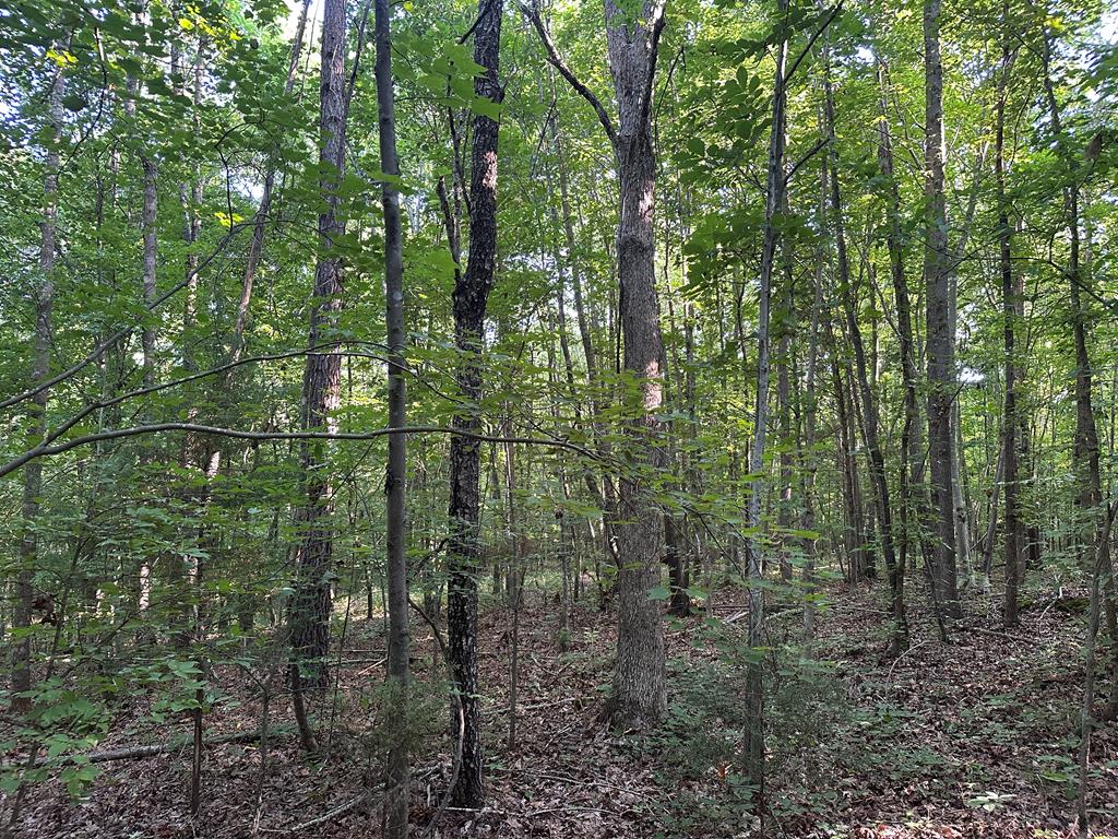 Hunting, Fishing, Recreation: Create Your Dream Retreat on Newton Road’s 22 Acres!
