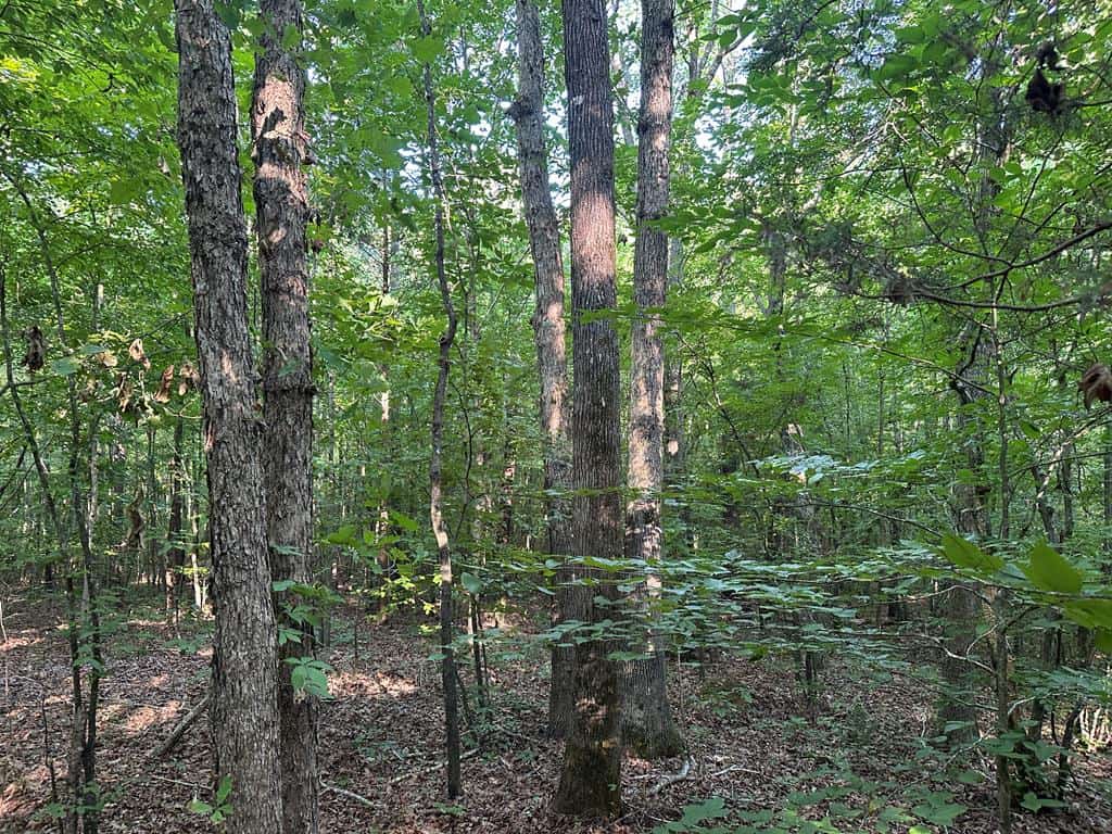 Hunting, Fishing, Recreation: Create Your Dream Retreat on Newton Road’s 22 Acres!
