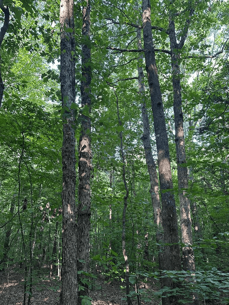 Hunting, Fishing, Recreation: Create Your Dream Retreat on Newton Road’s 22 Acres!