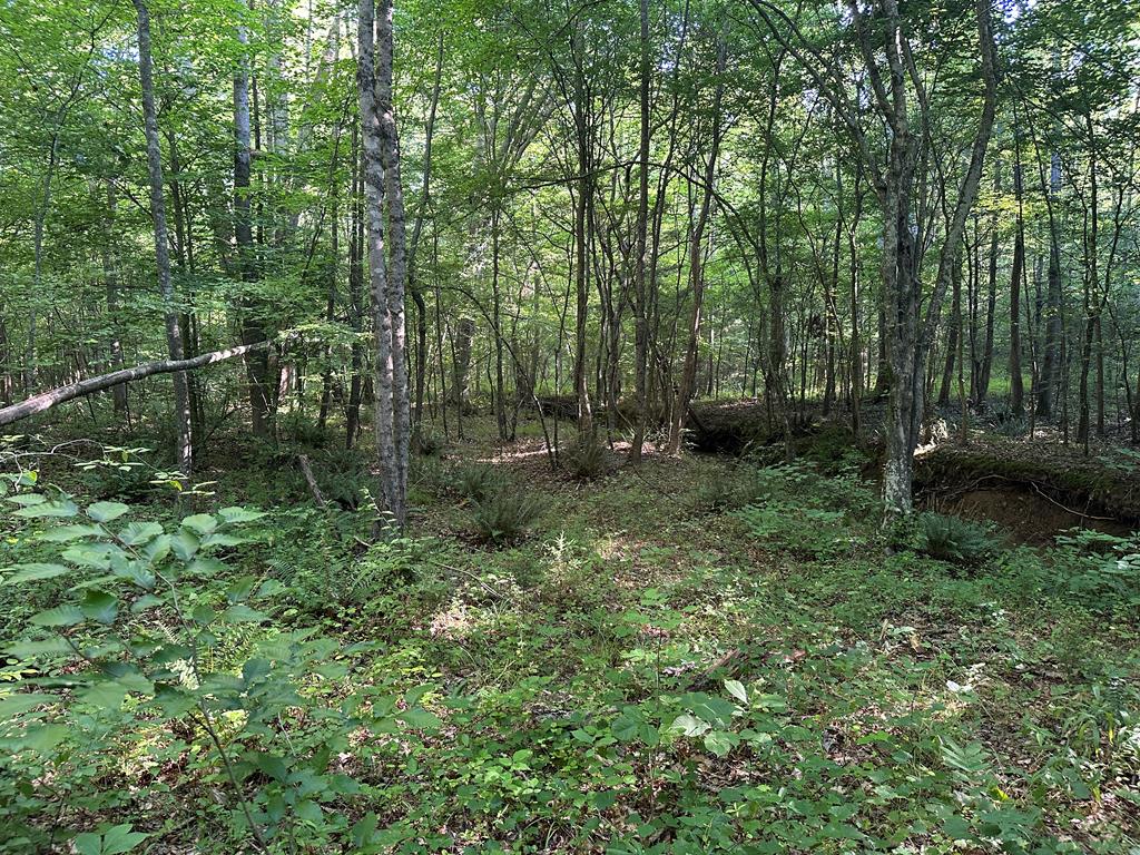 Hunting, Fishing, Recreation: Create Your Dream Retreat on Newton Road’s 22 Acres!