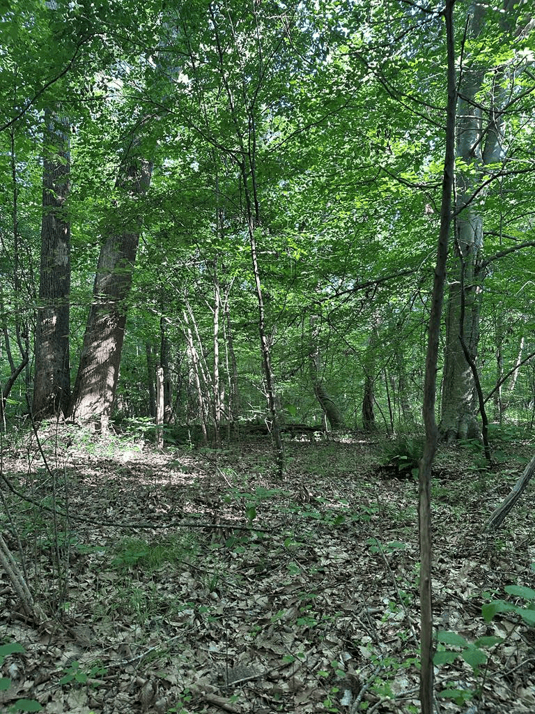 Hunting, Fishing, Recreation: Create Your Dream Retreat on Newton Road’s 22 Acres!