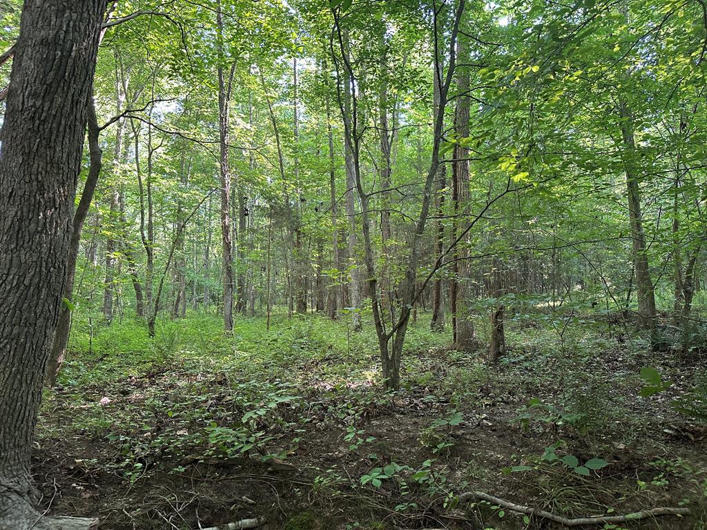 Hunting, Fishing, Recreation: Create Your Dream Retreat on Newton Road’s 22 Acres!