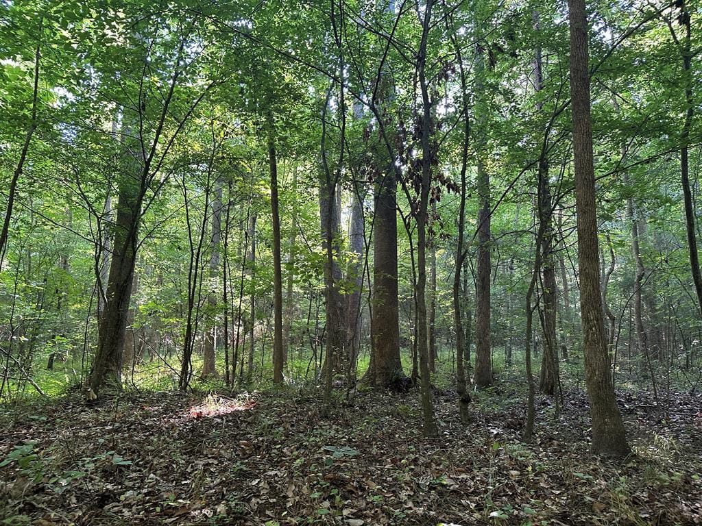 Hunting, Fishing, Recreation: Create Your Dream Retreat on Newton Road’s 22 Acres!