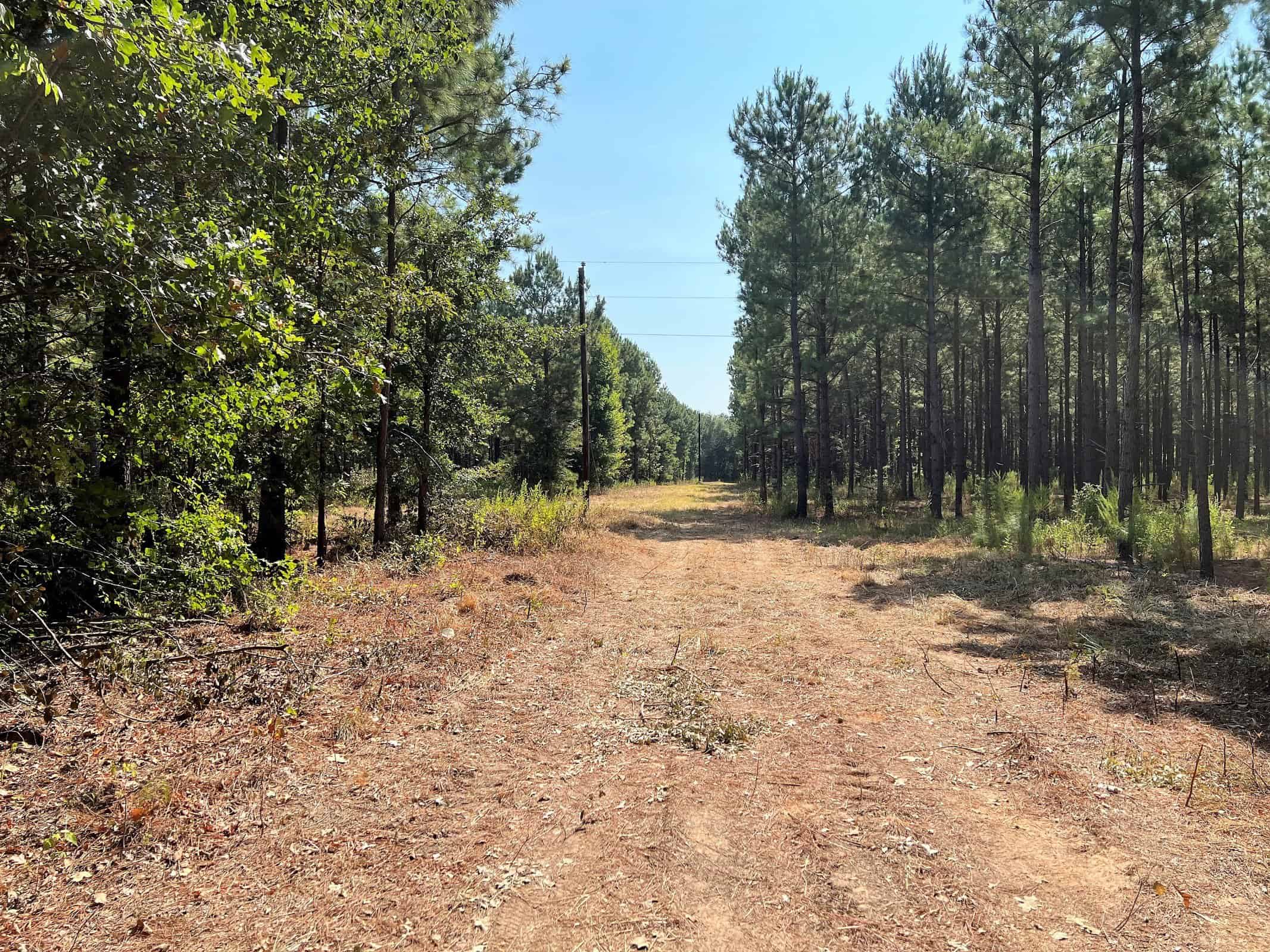 East Texas Recreational Timberland for Sale Near Troup