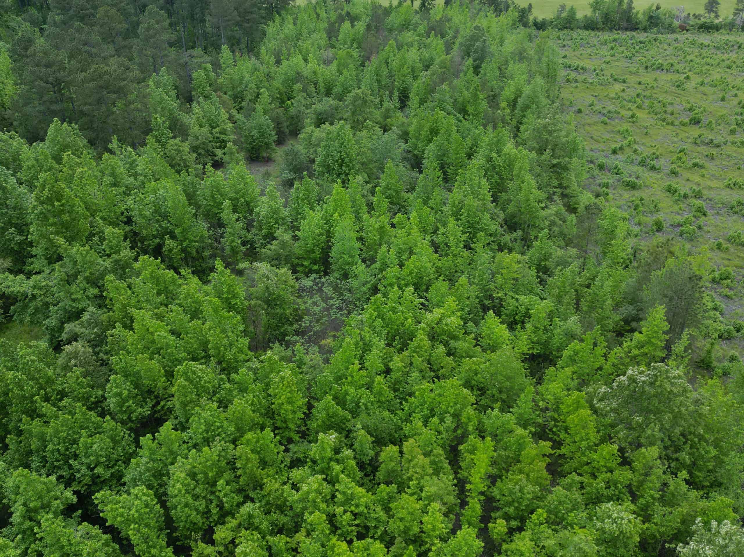 Excellent Hunting Land in Miller County
