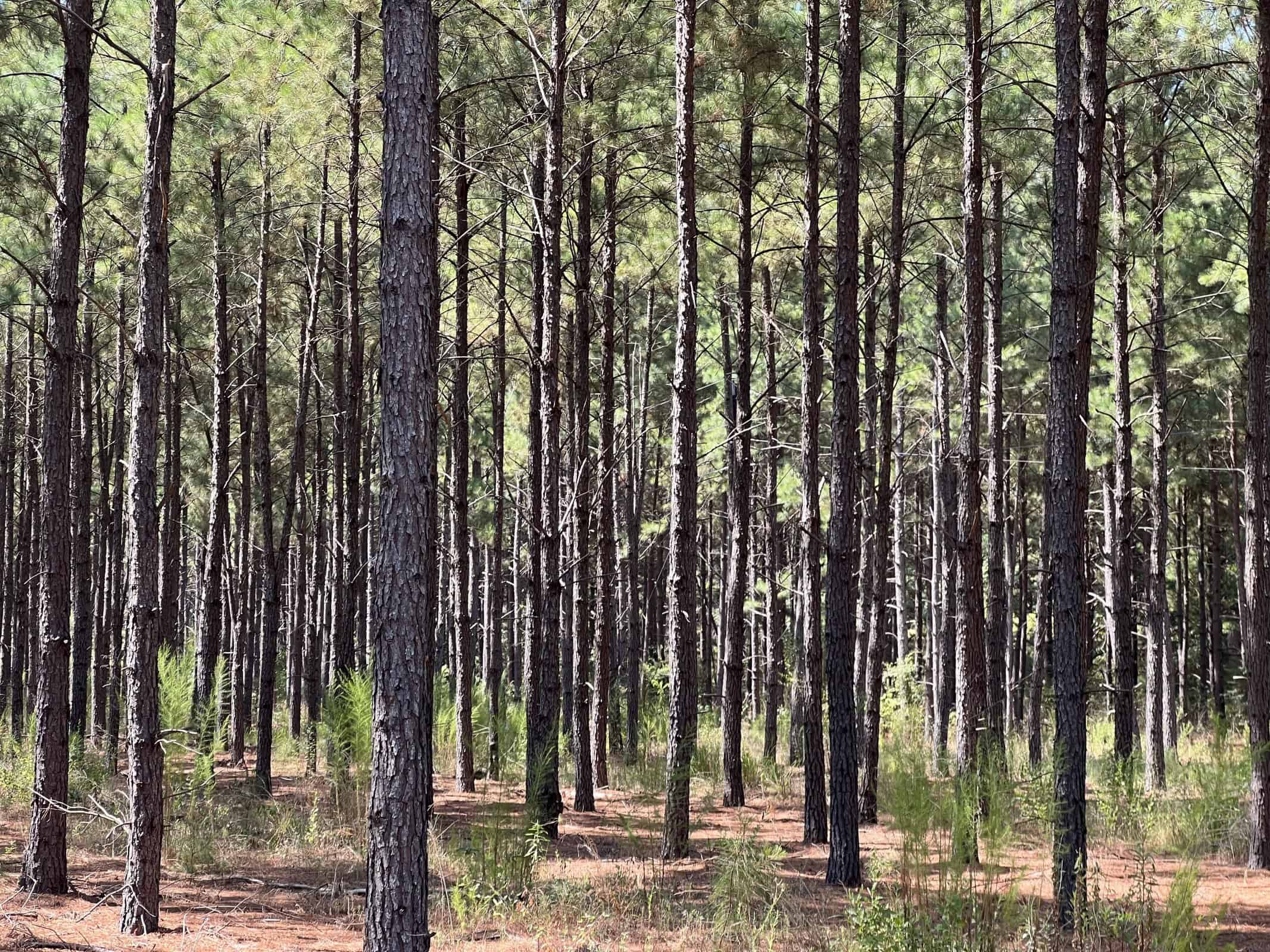 East Texas Recreational Timberland for Sale Near Troup