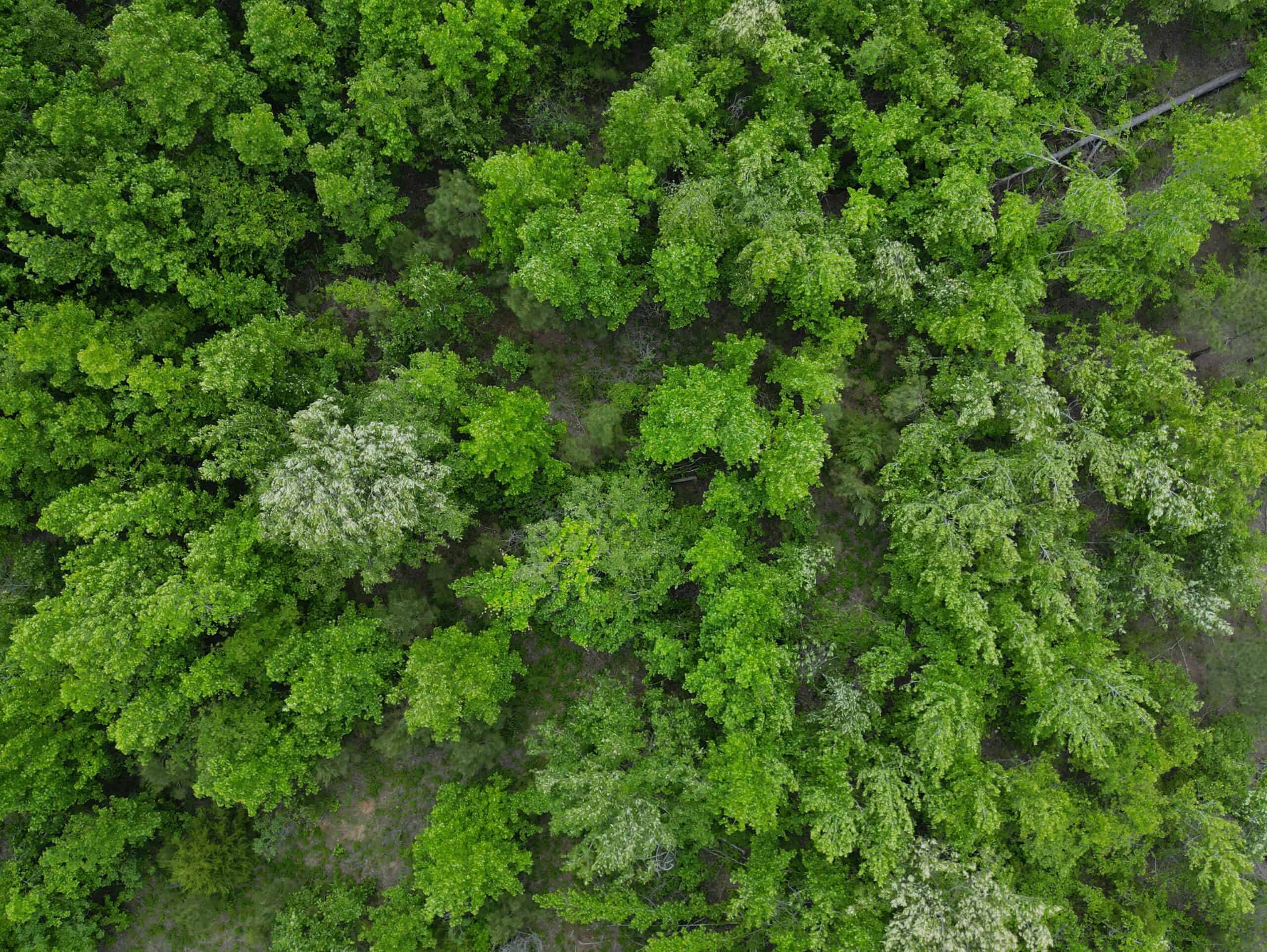 Excellent Hunting Land in Miller County