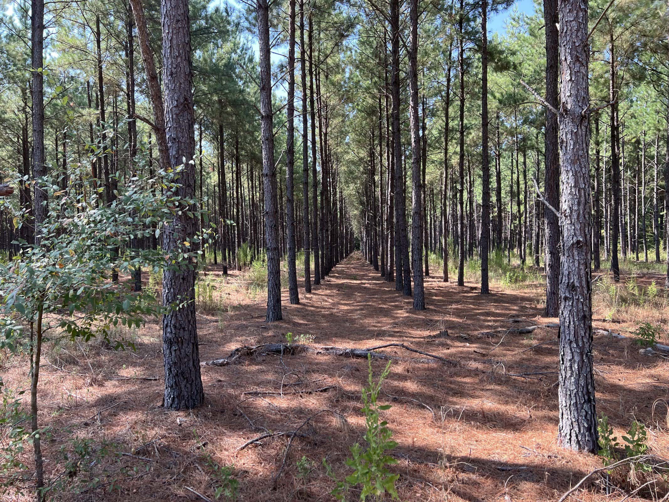 East Texas Recreational Timberland for Sale Near Troup