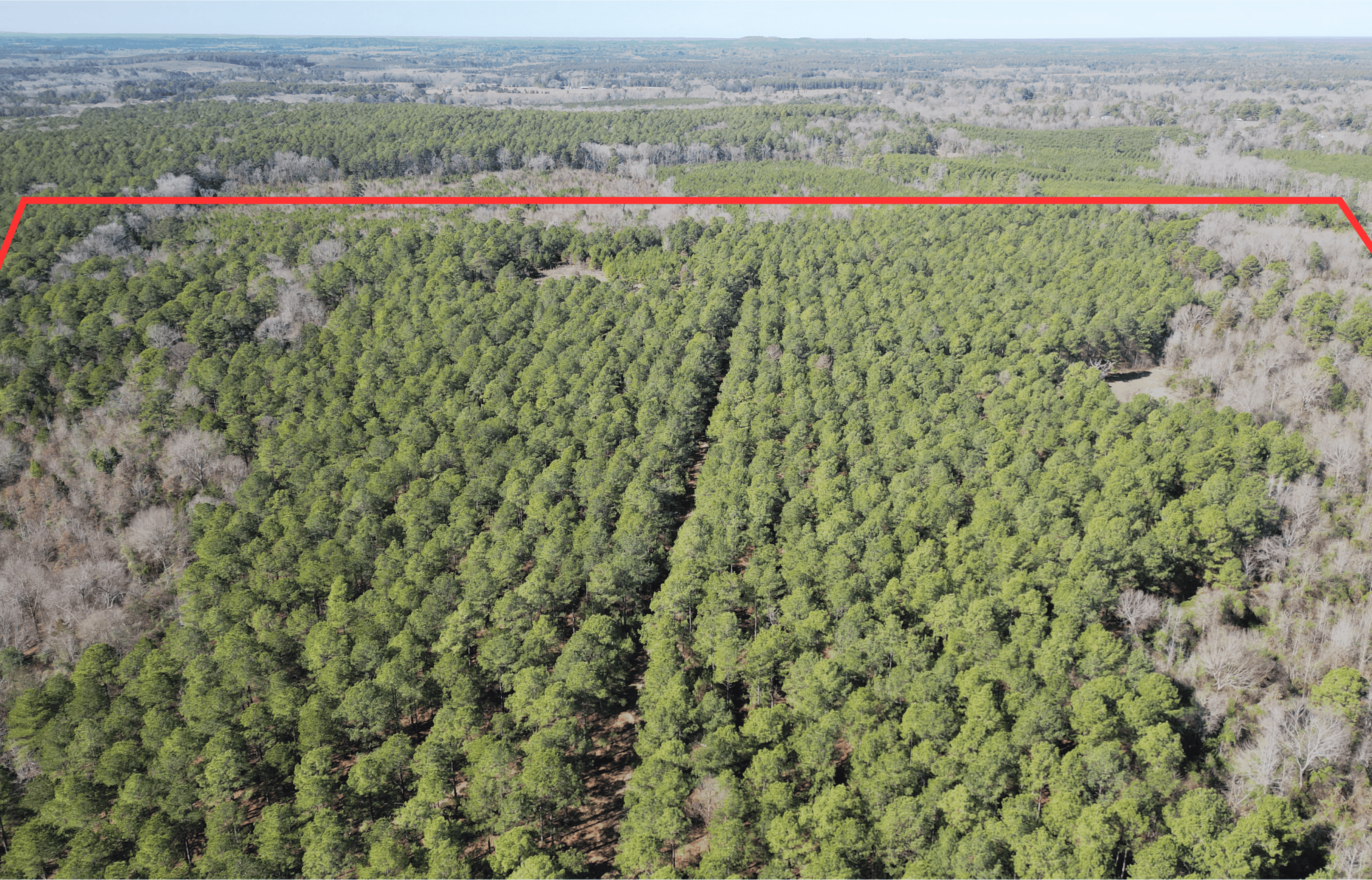 546.23 Acres Of Cass County Hunting/Timber/Recreational Land