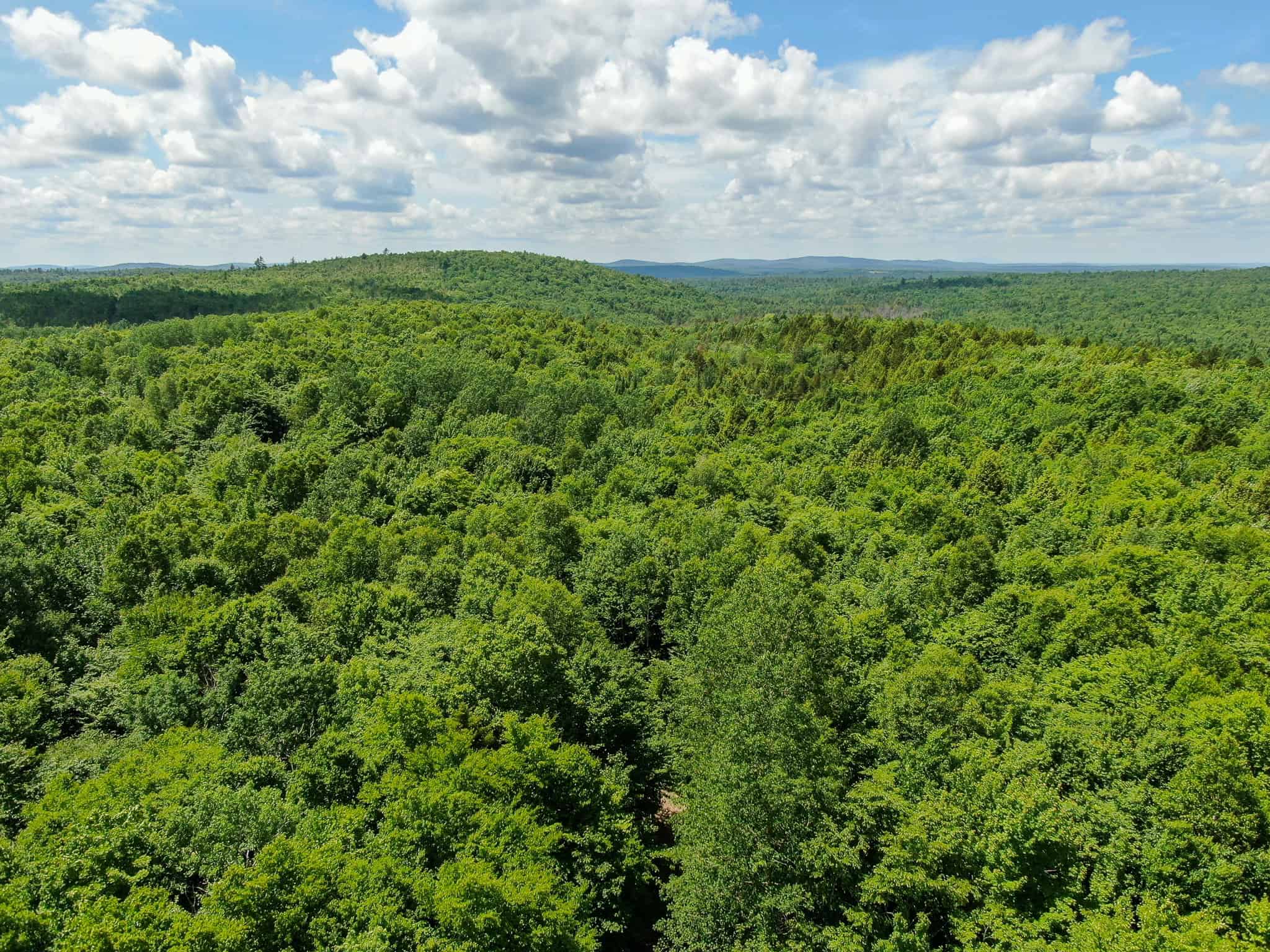 Affordable Maine Timberland Lot