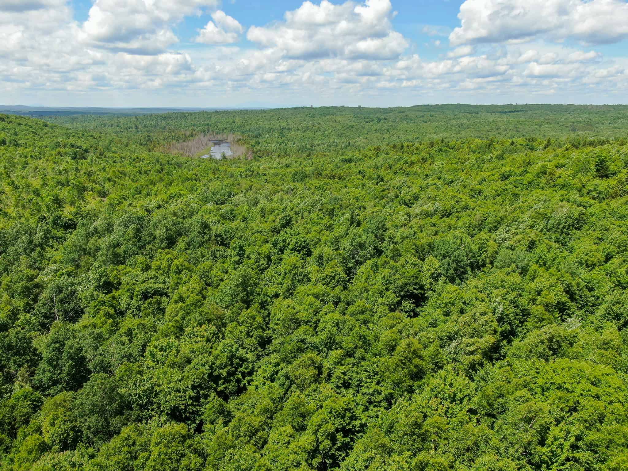 Affordable Maine Timberland Lot