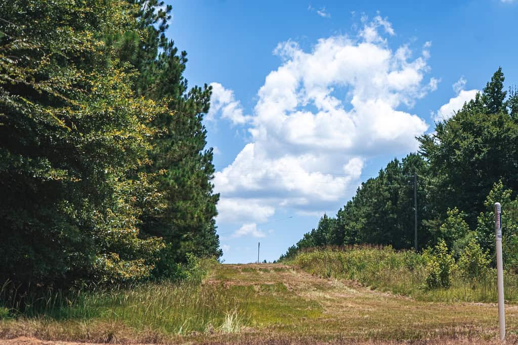 Downsville 135 – Union Parish Timberland for Sale