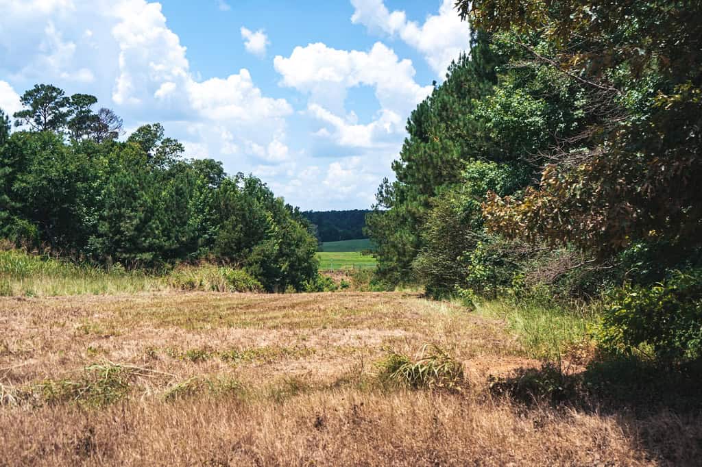Downsville 135 – Union Parish Timberland for Sale
