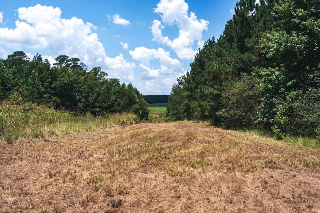 Downsville 135 – Union Parish Timberland for Sale