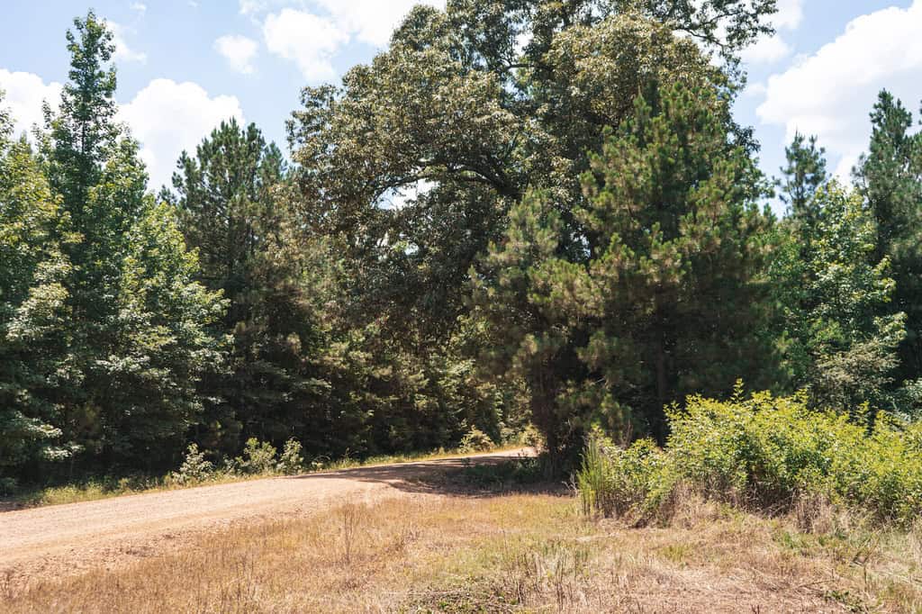 Downsville 135 – Union Parish Timberland for Sale