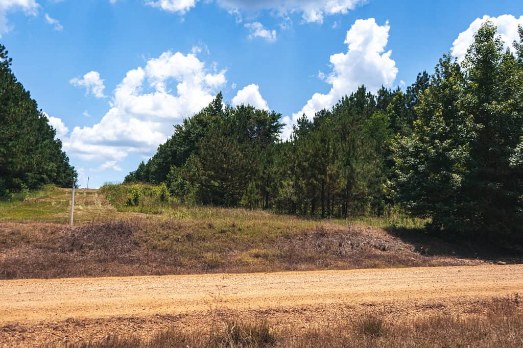 Downsville 135 – Union Parish Timberland for Sale