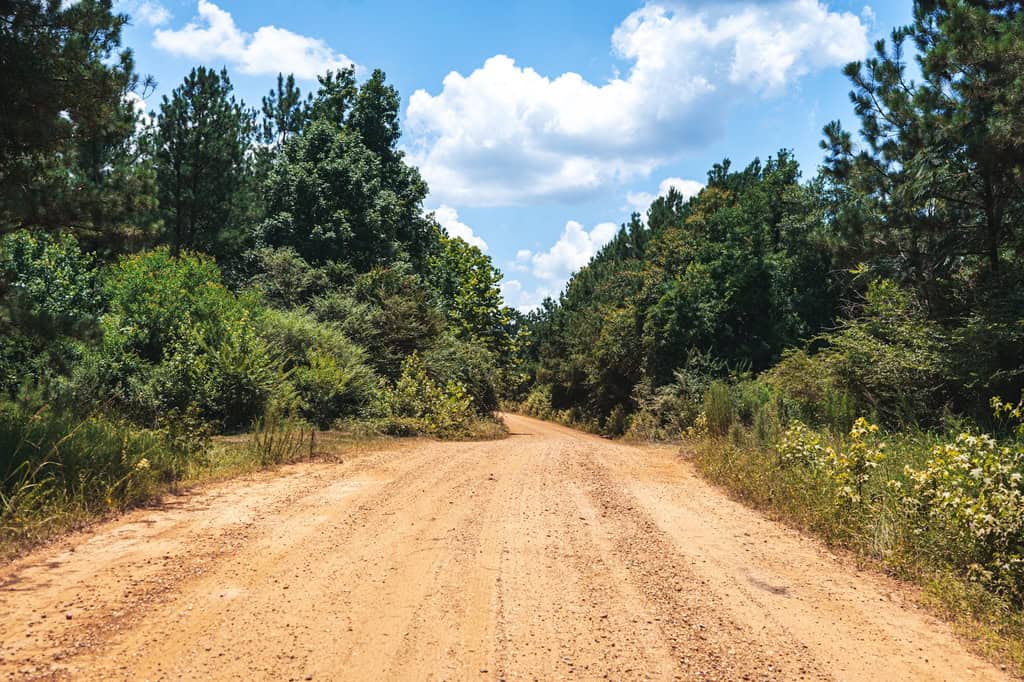 Downsville 135 – Union Parish Timberland for Sale