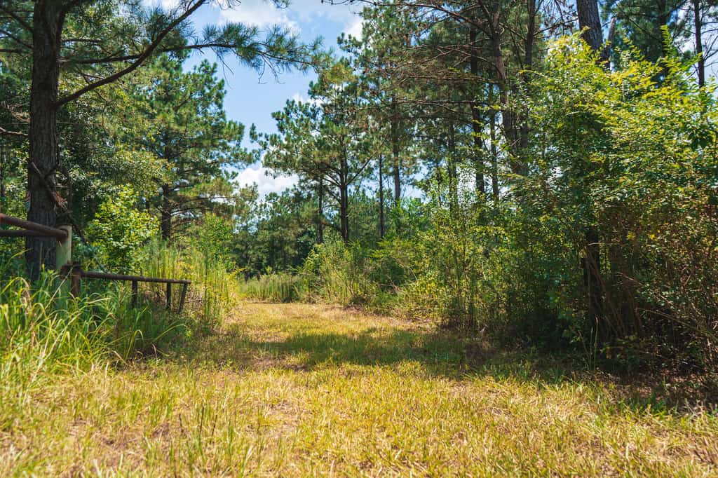 Downsville 135 – Union Parish Timberland for Sale