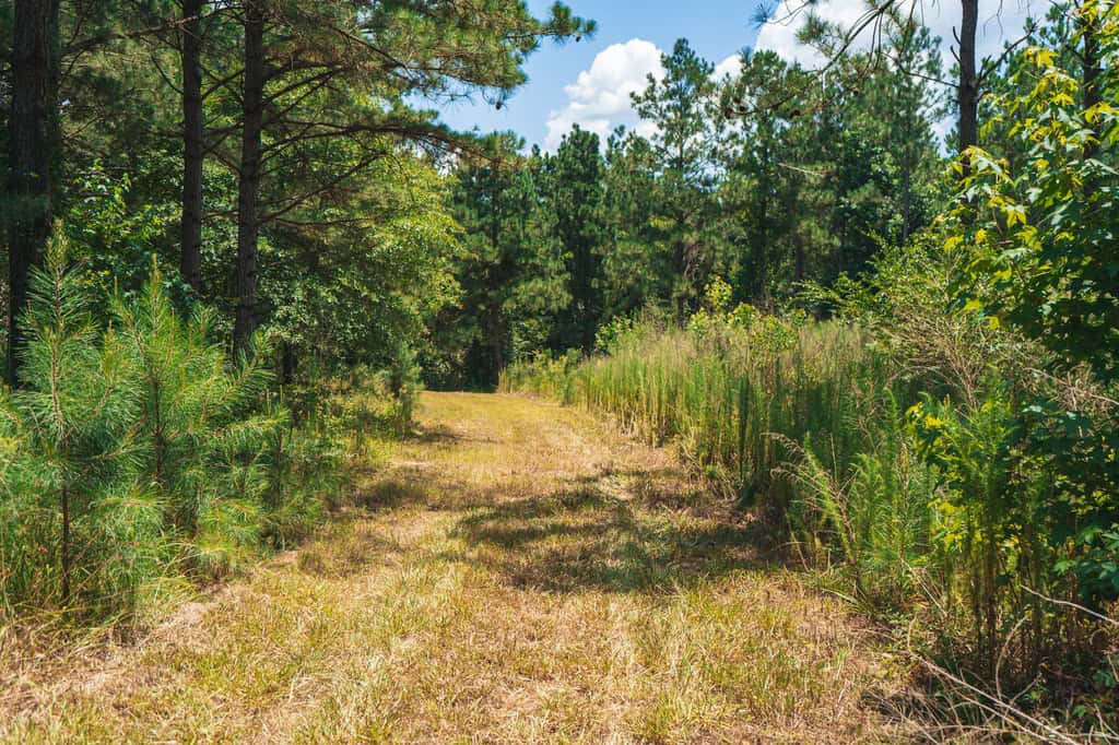 Downsville 135 – Union Parish Timberland for Sale