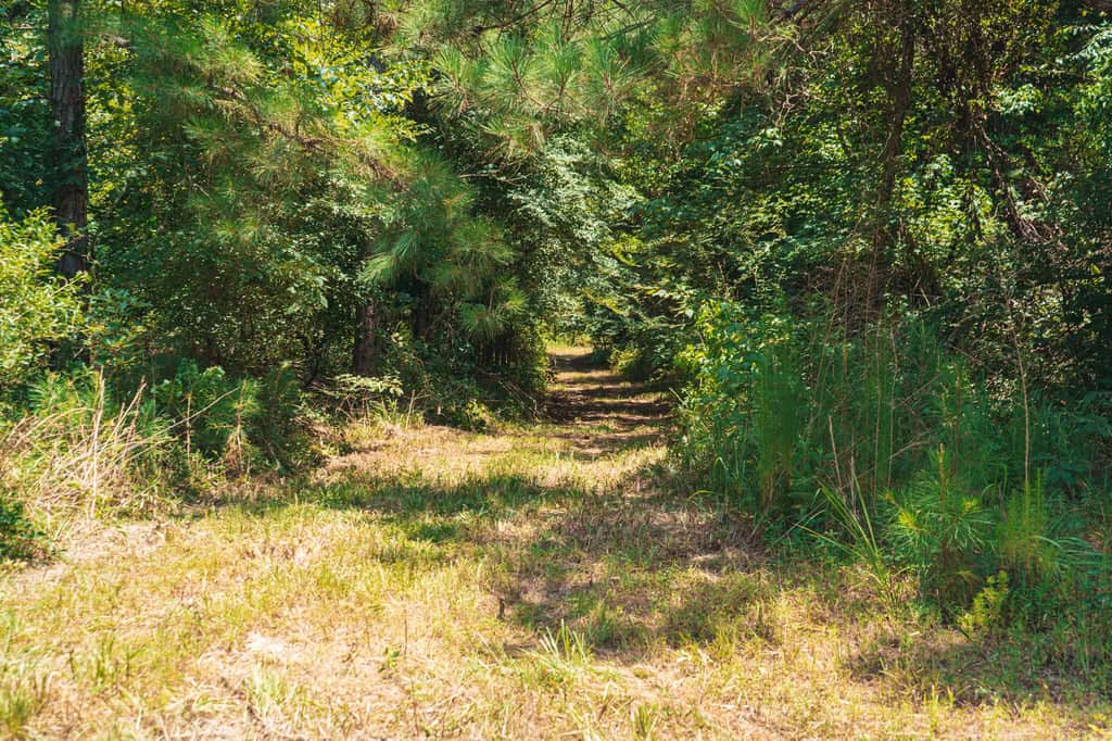 Downsville 135 – Union Parish Timberland for Sale
