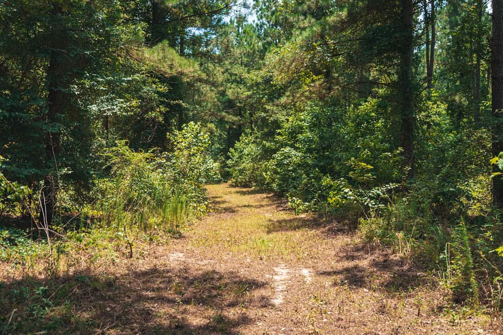 Downsville 135 – Union Parish Timberland for Sale