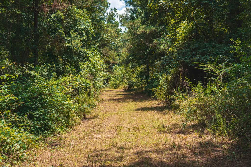 Downsville 135 – Union Parish Timberland for Sale