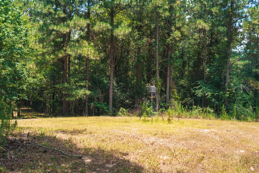 Downsville 135 – Union Parish Timberland for Sale