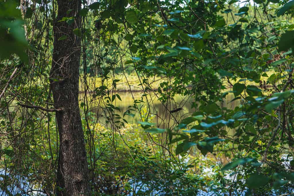 Downsville 135 – Union Parish Timberland for Sale