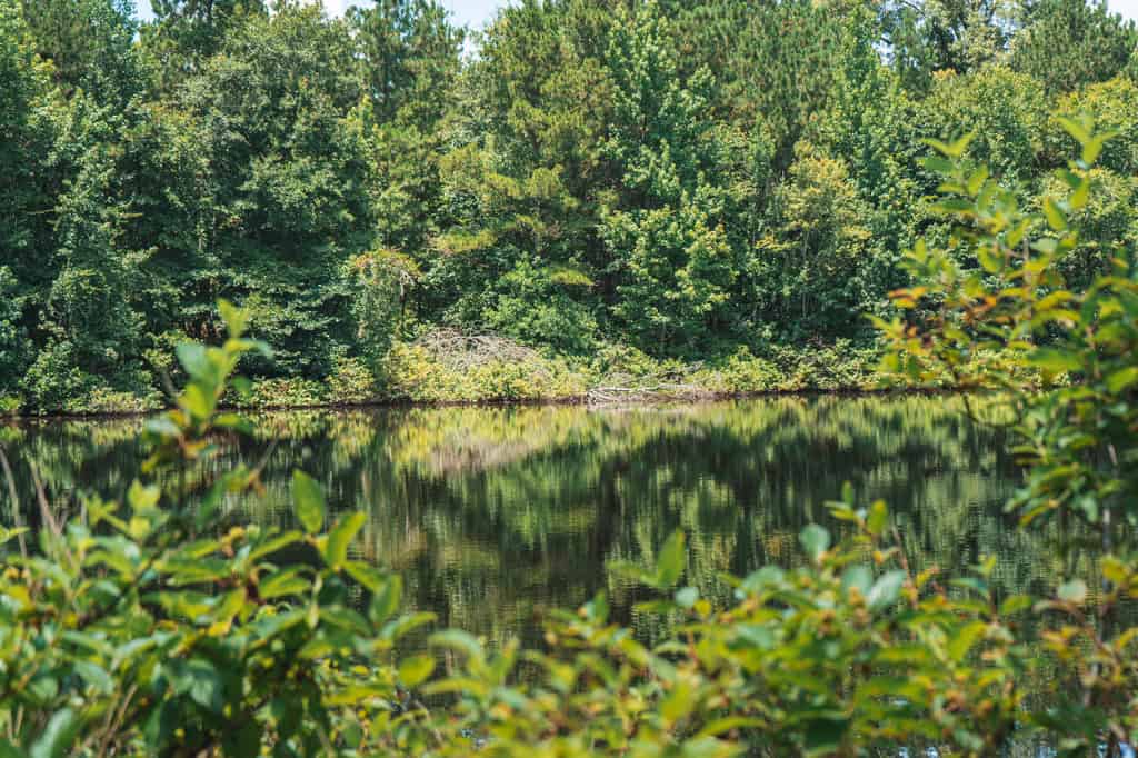 Downsville 135 – Union Parish Timberland for Sale