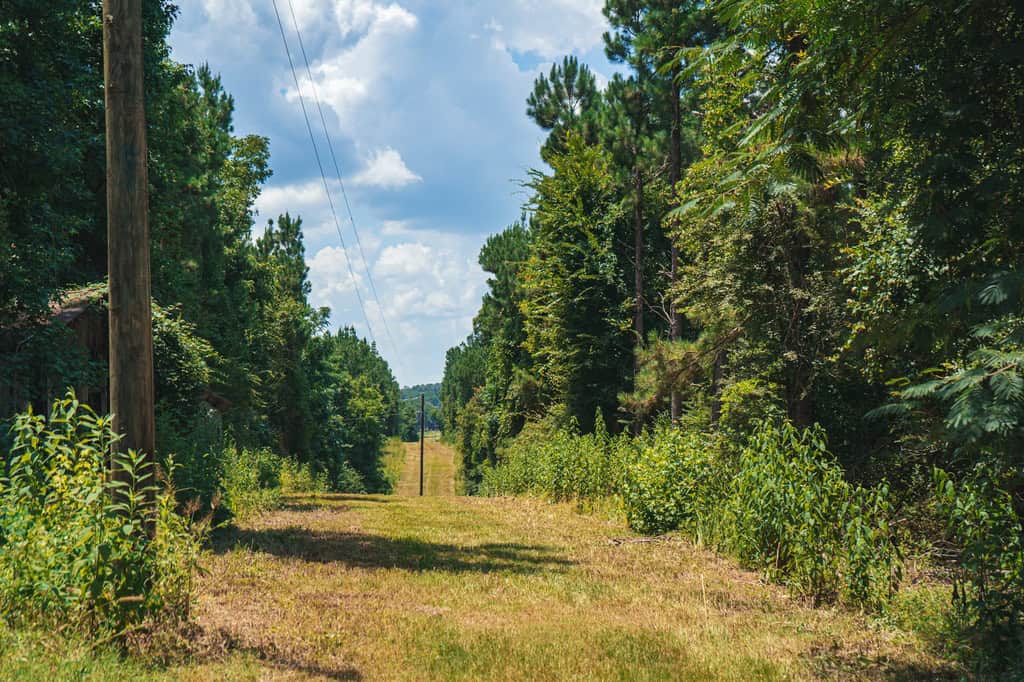 Downsville 135 – Union Parish Timberland for Sale
